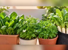 अक्टूबर में बालकनी में उगाएं सर्दियों की 5 सब्जियां