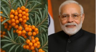 सी बकथॉर्न सुपरफूड: पीएम मोदी भी करते हैं सेवन, जानें फायदे